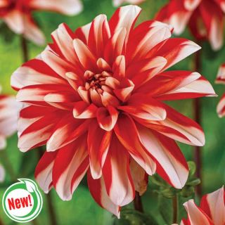 Dynamite Dahlia Thumbnail